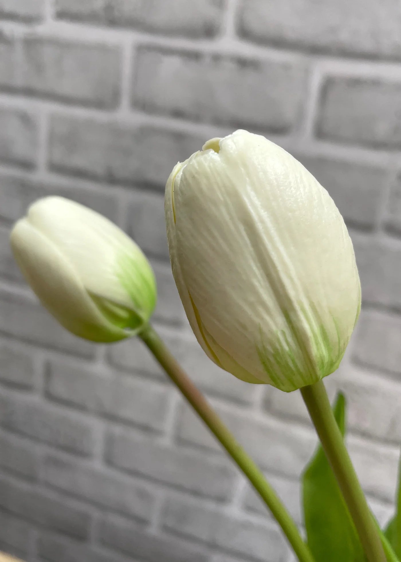 Fresh Touch White Tulip Bundle 12”