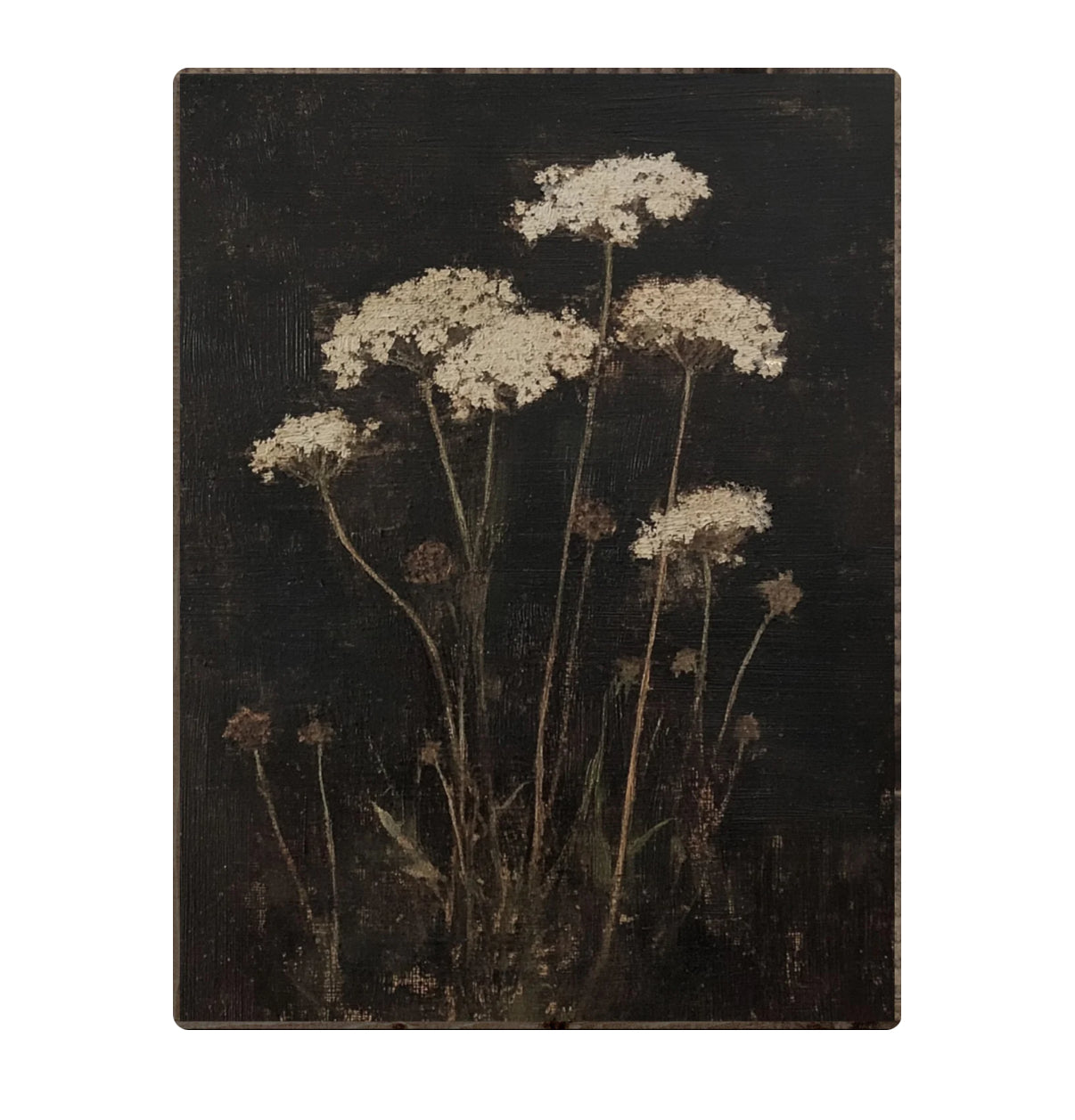 Queen Anne’s Lace Framed Print