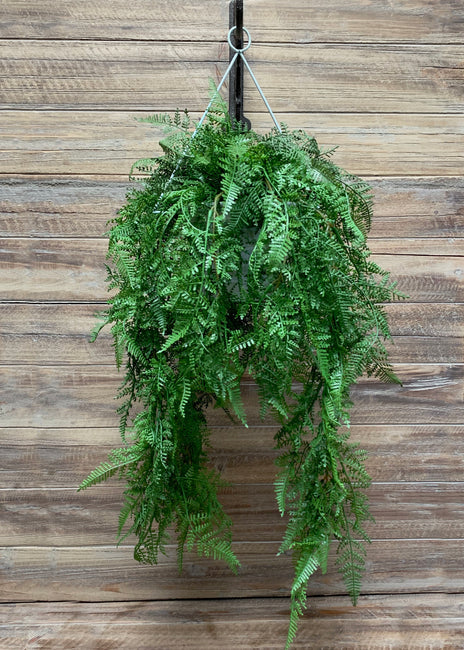 Lace Fern 20” in Hanging Pot