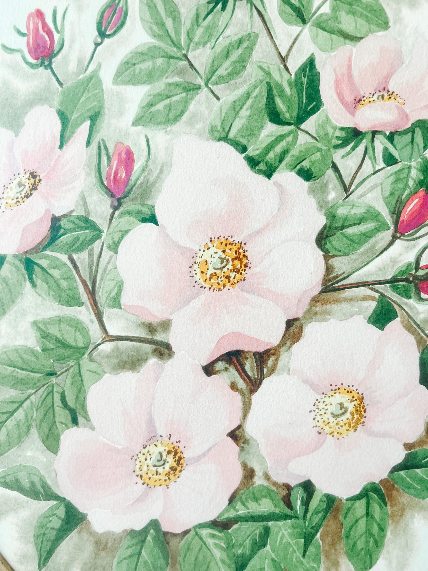 Alberta Wild Rose Framed Print