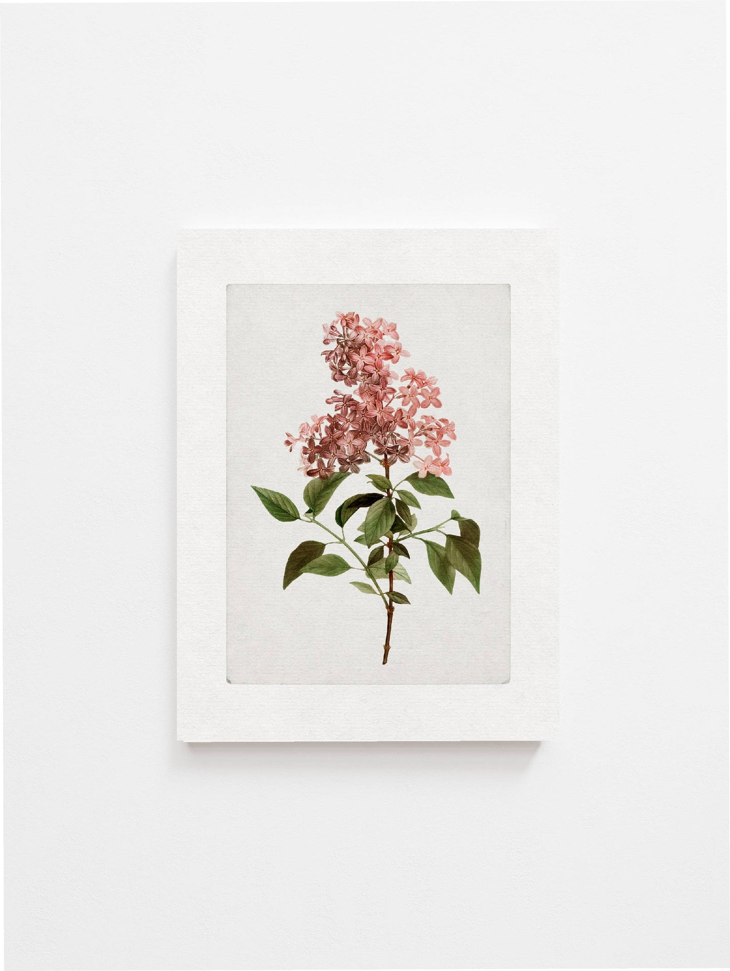Vintage Botanical Art Print ll