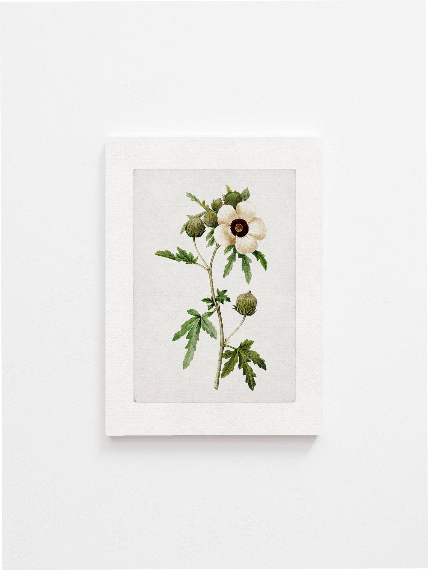 Vintage Botanical Art Print lll