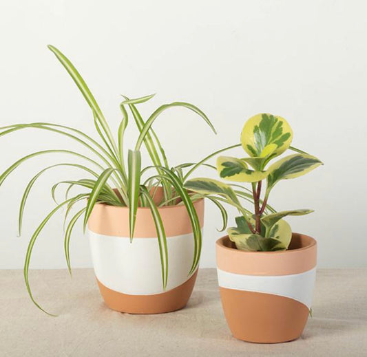 TerraCotta Flower Pots (set of 2)