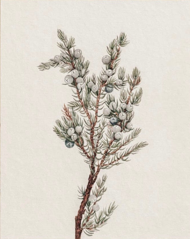 Winter Greenery Vintage Art Print