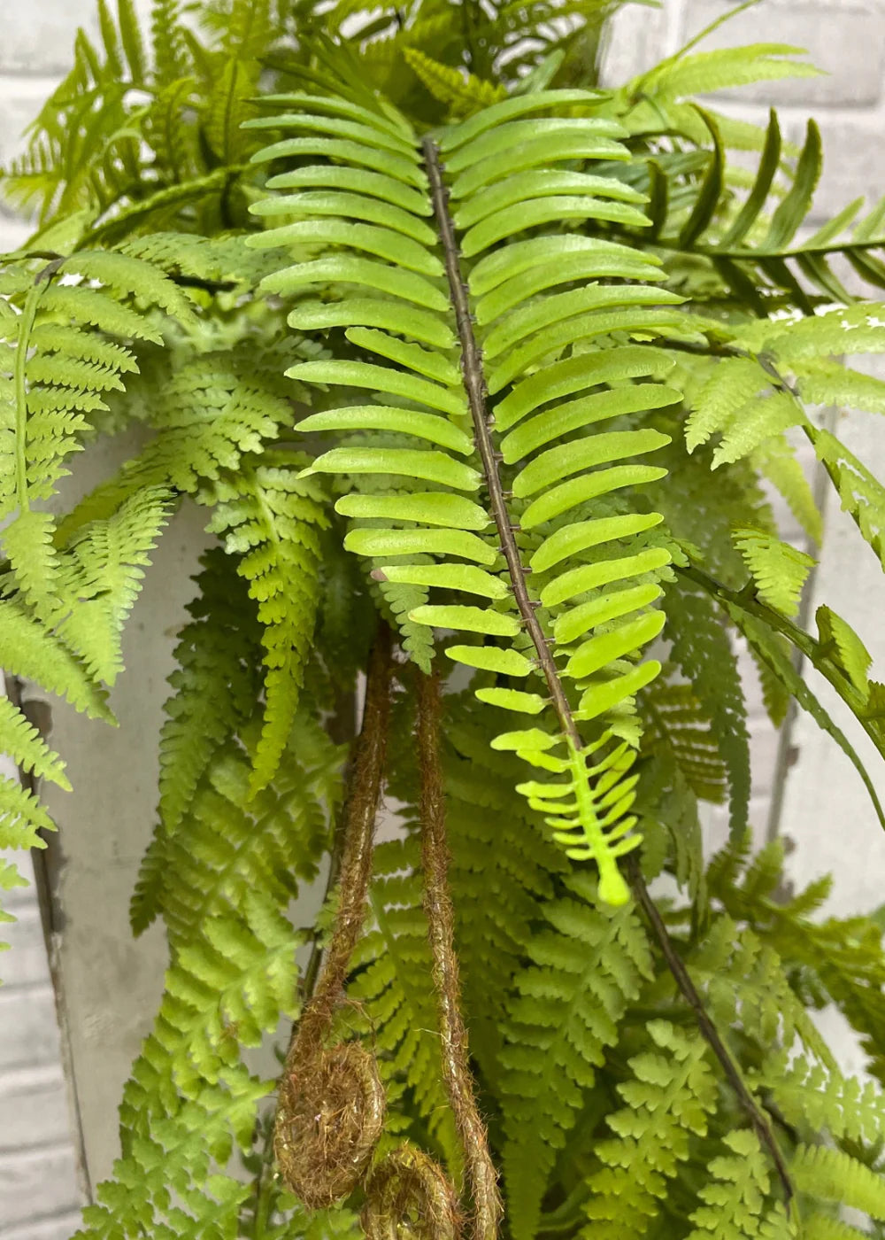 Fresh Touch Lacy Fern Swag 24”