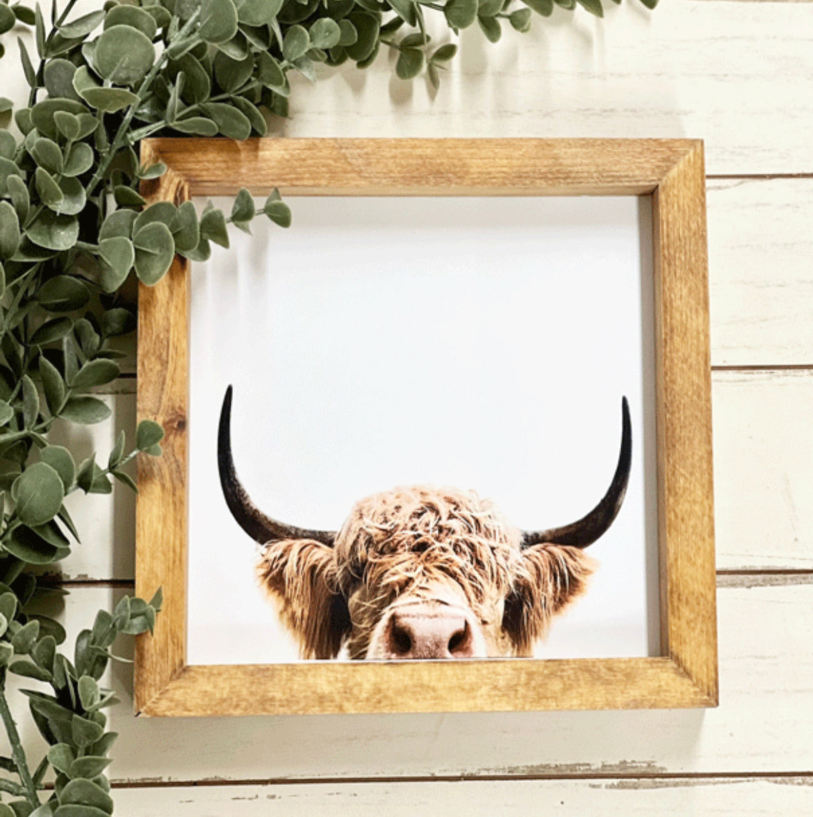 Highland Peeking Cow Framed Print