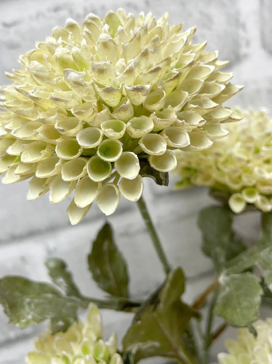 Cream Scabiousa Spray 26”