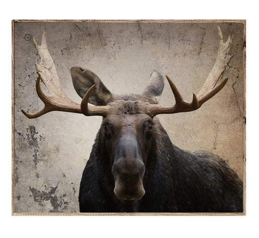 “Bullwinkle” Moose Framed Print