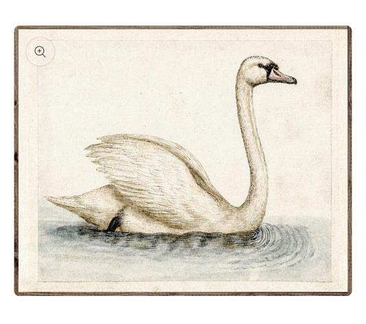 Swan Framed Print