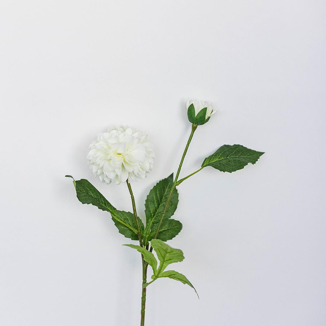 White Dahlia Stem