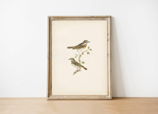 Vintage Art Print- Birds
